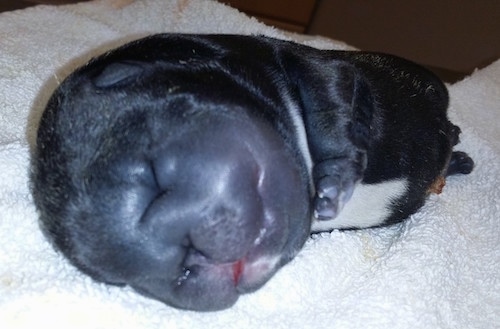  Close up head shot - A newborn French Bulldog water puppy laying on a white towel