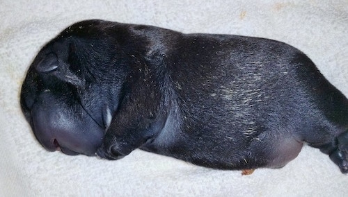 A newborn French Bulldog water puppy laying on a white towel