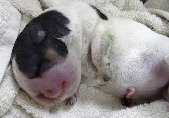 A dead black and white English Cocker Spaniel water puppy placed on a white towel