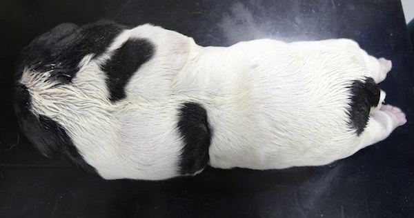 A dead black and white English Cocker Spaniel water puppy