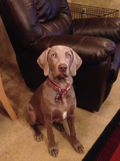 Front view - A Weimaraner dog is sitting on a tan carpet next to a dark brown leather recliner and it is looking up. The dog has a liver brown nose and silver eyes.