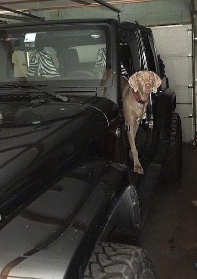 A gray Weimaraner is standing out of the driver side door of a black Jeep parked in a garage.
