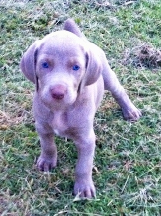 A small Weimaraner puppy is standing in freshly cut grass and it is looking up. The pups eyes are bright blue.