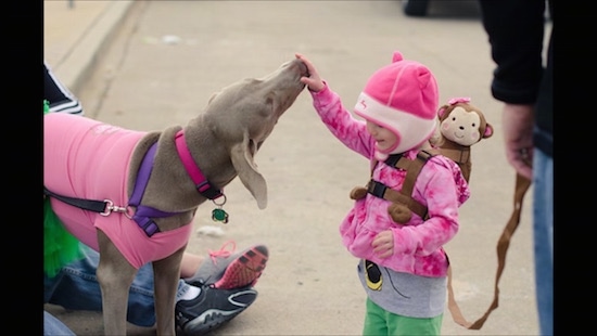 A Weimaraner is wearing a pink jacket and it is licking the hand of a toddler who is wearing a pink hat and jacket and a monkey back pack. The child has her hand in front of the dogs mouth and the dog is licking her. The dog is also wearing a pink jacket.