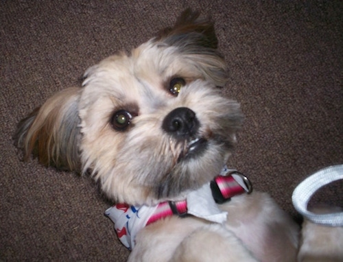 A shaved brown with black and white Yorkie Apso is laying on its back on a couch and it is looking up. It has longer hair on its face, a big black nose and wide round eyes.