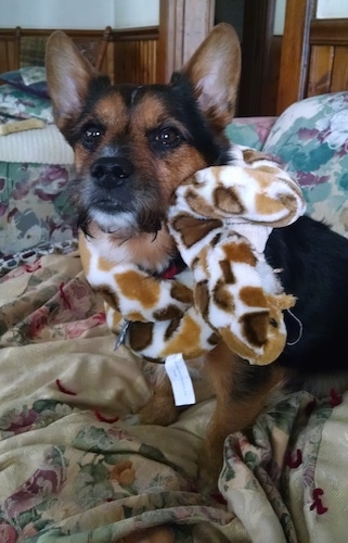 A black with brown and white Yorkie Russell dog sitting on a bed with bunched up sheets and it is looking forward. It has a snake plush toy wrapped around its neck.