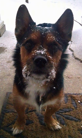 A black with brown and white Yorkie Russell dog standing on a door mat on a porch. It is looking forward and it has snow all over its muzzle.