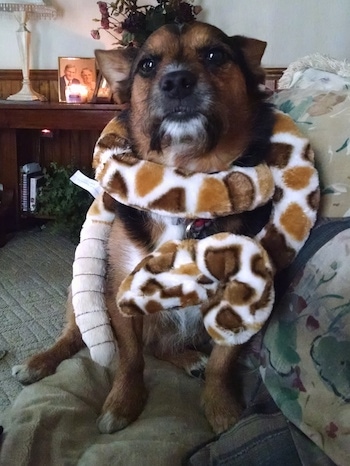 A black with brown and white Yorkie Russell is sitting on a pillow looking forward and it has a snake plushy wrapped around its neck. Its nose is black and its eyes are dark. It has small perk ears that are pinned back.