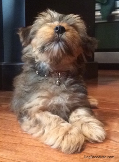 A tan Yorktese puppy is laying on a hardwood floor and it is looking up. It has a black nose and its coat is thick and soft looking.