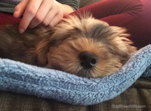 Close up head shot - A tan Yorktese puppy is sleeping in between a persons legs and there is a hand on its back. It has a big black nose and fluffy hair on its head.