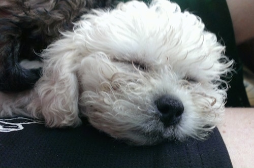 Close up head shot - A thick, wavy coated, white Zuchon dog sleeping in a person's lap.