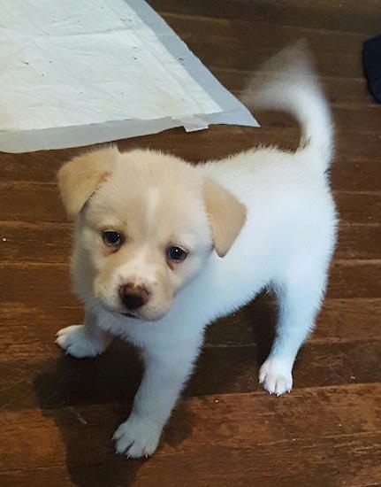 A tan Akita puppy is standing on a hardwood floor with a pee pee pad to the back left of it.