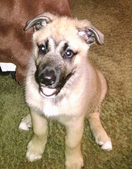 A tan and black large breed puppy sitting on a green carpet looking up with a smile on its face.