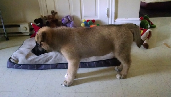 A tan and black puppy standing on a white tiled floor with a dog bed full of dog toys next to it.