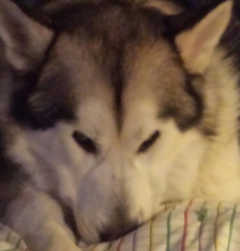Close up - A black with white and gray Alusky is digging its nose into a mattress.