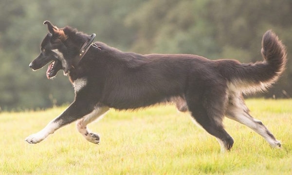 The left side of a black and tan American Alsatian that is running across grass.
