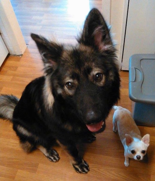 Topdown view of the right side of a black with tan American Alsatian is sitting on a hardwood floor next to a small white Chihuahua dog. Both dogs are looking up.