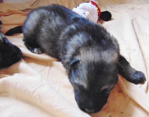 The front right side of a black American Alsatian puppy that is sleeping on a tan blanket, next to its littermates and a plush stuffed Santa toy behind it.