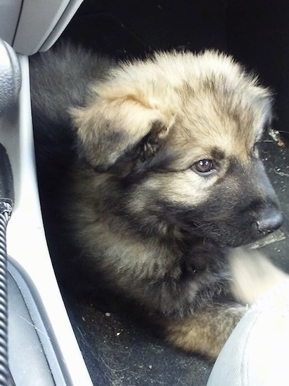 The front right side of a tan and black American Alsatian puppy that is laying down in a car and it is looking to the right.