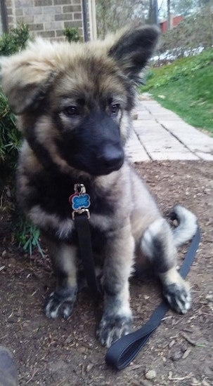 The front left side of a gray and black American Alsatian puppy that is sitting in the dirt with his black leash laying on the ground under it.