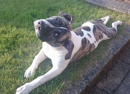 View from above looking down at the dog - A white with grey brindle American Bulldog mix breed dog is laying in a lawn and its head is tilted way to the right.