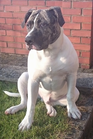 Front view - A white with grey brindle American Bulldog mix puppy is sitting in grass in front of a brick wall. It is looking to the left.