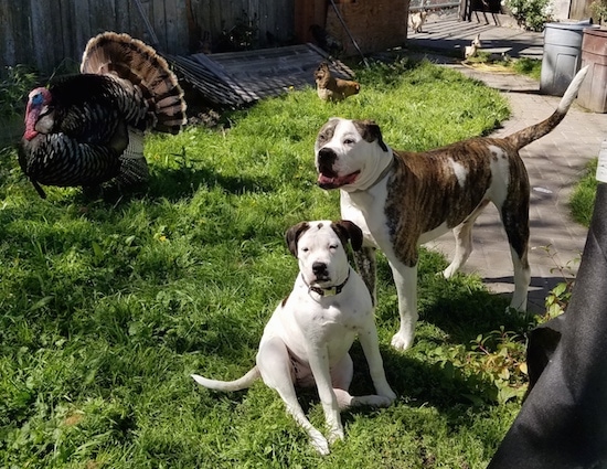 The front left side of a brindle and white American Bulldog that is standing behind a sitting American Bulldog puppy. They are outside and they are looking to the left.