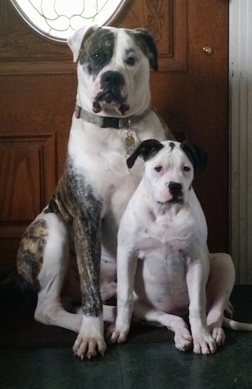 A brindle with white American Bulldog is sitting against a wooden front door with a smaller American Bulldog is sitting in front of it.