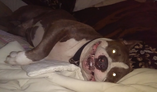 The right side of an American Bulldog that is laying on its side, on a bed and it is looking forward.