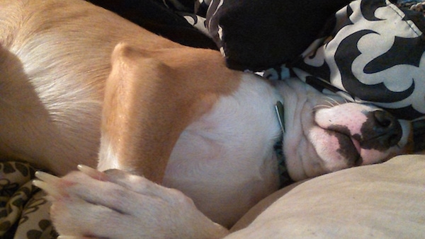 Close up - a short coated tan and white dog sleeping on a couch with his face under a couple of pillows. He has black pigment on his lips that looks like lipstick and his toenails are long.