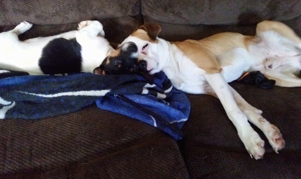 Two American Bullhuahua's are sleeping face to face across a couch