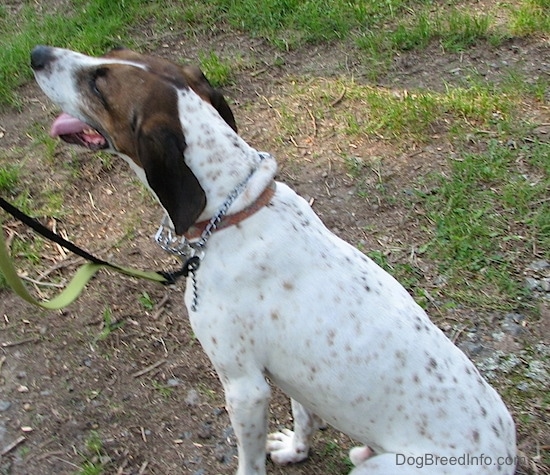 Buck the white, black and brown ticked American English Coonhound sitting outside with his back to the camera and head tilted slightly upward to the left 