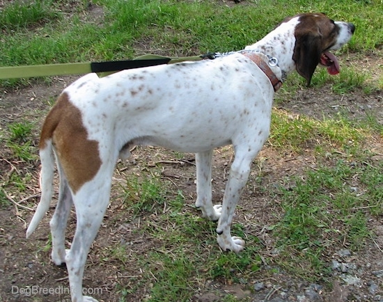 Side view - Buck the white, black and brown ticked American English Coonhound standing outside in the dirt looking to the right with his tongue hanging out