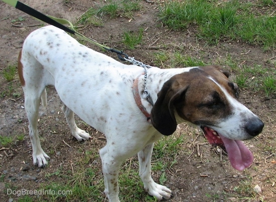 Front-side view - Buck the white, black and brown ticked American English Coonhound standing outside in the patchy grass and dirt looking to the right with his tongue hanging out