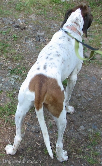 Back view - Buck the white, black and brown ticked American English Coonhound standing outside in the rocky patchy dirt looking to the right