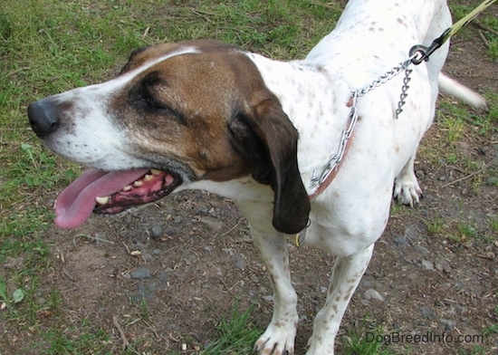 Buck the white, black and brown ticked American English Coonhound wearing a prong collar on a leash standing outside in the patchy grass looking to the left with his mouth parted and tongue out