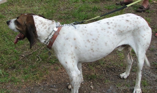 Side view - Buck the white, black and brown ticked American English Coonhound standing outside in the patchy grass looking to the left with his mouth parted and tongue hanging out while on a leash