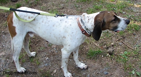Side view - Buck the white, black and brown ticked American English Coonhound standing outside in the patchy grass and dirt looking to the right