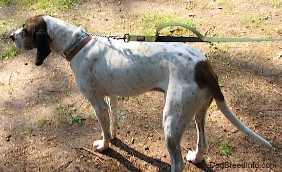 side view - Buck the white, black and brown ticked American English Coonhound standing outside in the dirt with his back to the camera looking towards the left