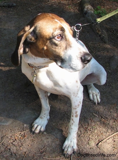 Buck the white, black and brown ticked American English Coonhound sitting outside in the dirt looking to the right