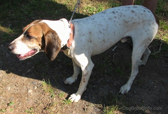 Side view - Buck the white, black and brown ticked American English Coonhound standing outside in the dirt looking to the left with his mouth parted and tongue showing