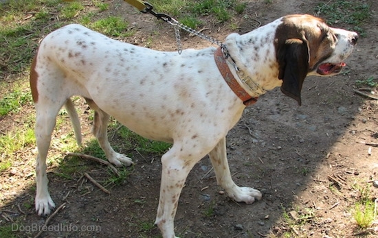 Side view - Buck the white, black and brown ticked American English Coonhound standing outside in the dirt and patchy grass looking to the right with his mouth parted and tongue showing