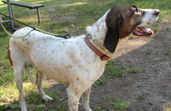 Side view - Buck the white, black and brown ticked American English Coonhound standing outside in the patchy grass looking to the right with his mouth parted and tongue showing with a picnic table in the background