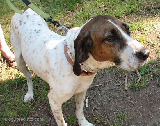 Buck the white, black and brown ticked American English Coonhound wearing a prong collar standing outside in the patchy grass facing front and slightly to the right