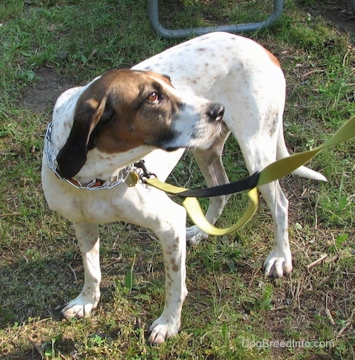 Buck the white, black and brown ticked American English Coonhound wearing a prong collar standing outside in the grass looking up and to the right with a picnic table behind him