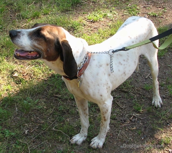 Buck the white, black and tan ticked American English Coonhound standing outside in the grass looking to the right with his mouth parted and tongue showing