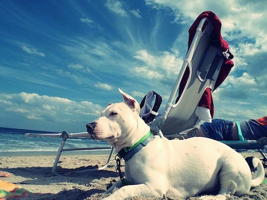 View from down low looking up at the side view of the dog - A white American Mastiff/Blue Heeler/Australian Shepherd mix breed dog is laying on a beach facing the ocean waves, behind it is two beach chairs.