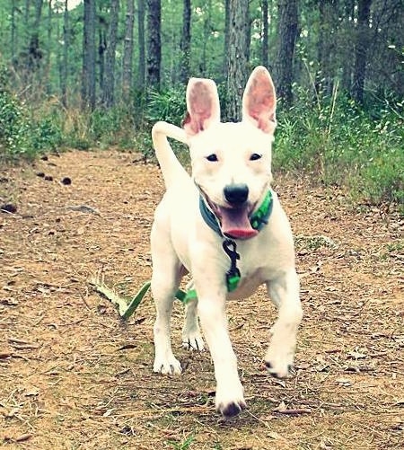 Action shot view from the front - A white American Mastiff/Blue Heeler/Australian Shepherd mix dog is activly running down a pathway that is in a wooded area. Its mouth is open and tongue is out and its ears are flying up in the air. It is dragging its green leash behind it.