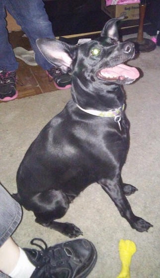 The front right side of a black American Rat Pinscher that is sitting on a carpet, its mouth is open, it is looking up and to the right.