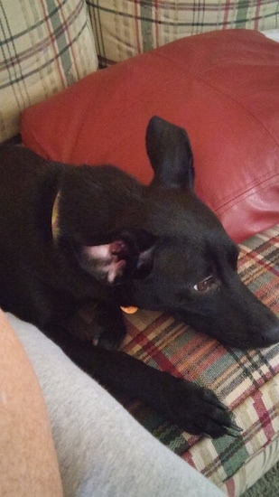 The front right side of a black American Rat Pinscher that is laying down on a couch next to a red leather pillow